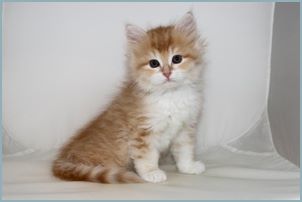 Male Siberian Kitten from Deedlebug Siberians